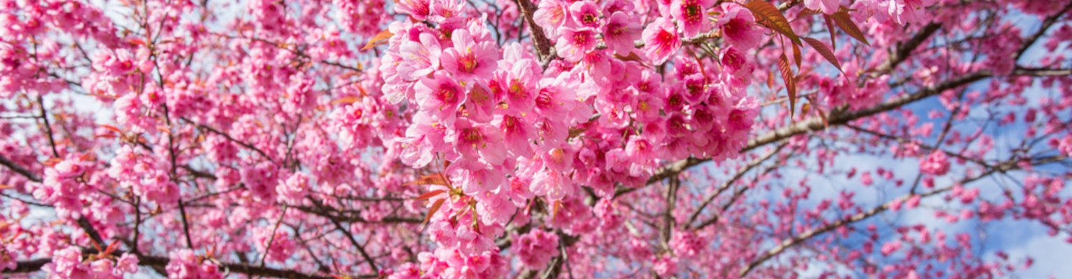 fleurs de crisier